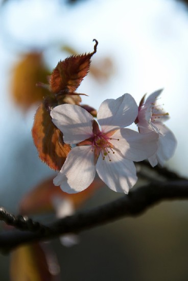 Боровикова Екатерина. Sakura (2)