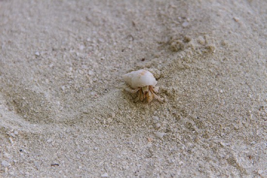 Рыбаков Андрей. Sea friend